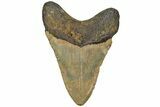 Fossil Megalodon Tooth - North Carolina #204569-2
